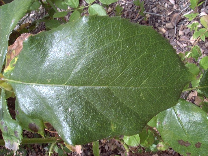 rose1_leaf.JPG