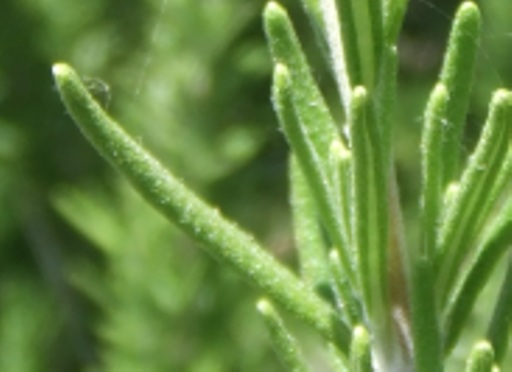 rosemary2_bigleaf.jpg