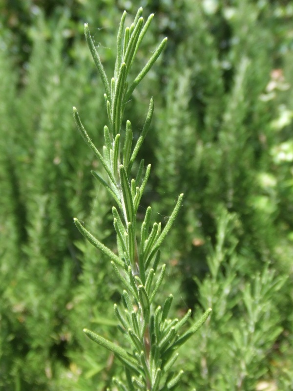 rosemary2_bigstem.jpg