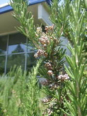 rosemary2_smallflower.jpg