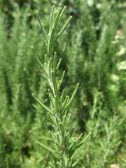 rosemary2_smallstem.jpg