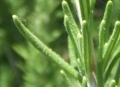 rosemary2smallleaf.jpg