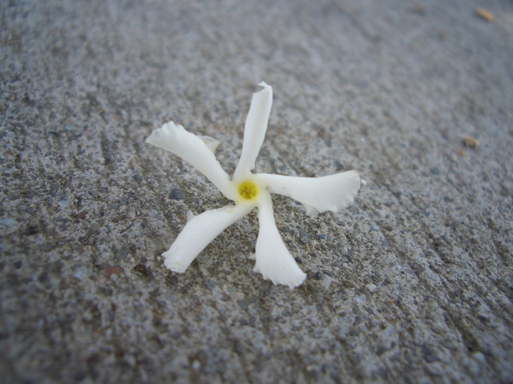 starjasmine2_flower.jpg