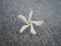 starjasmine2_flower_small.jpg