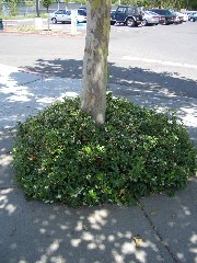 starjasmine2_fullplant_small.jpg