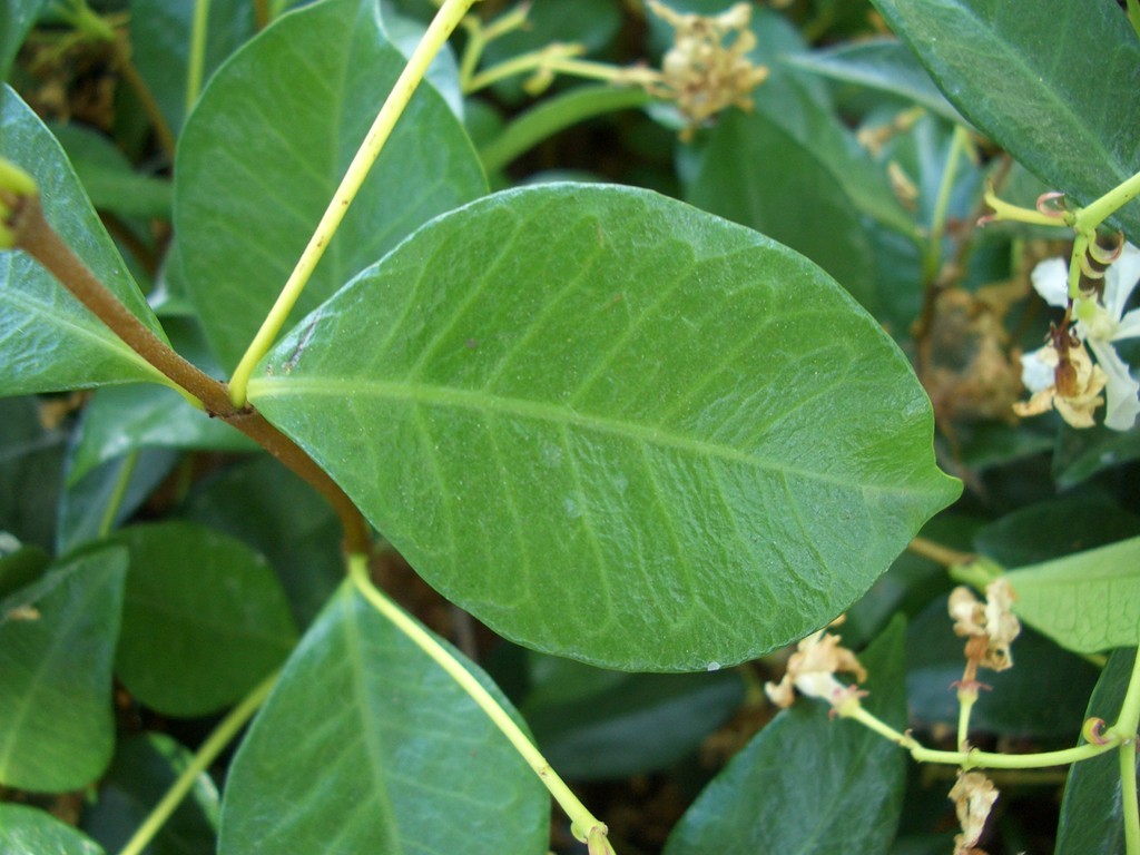 starjasmine2_leaf.jpg