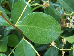 starjasmine2_leaf_small.jpg