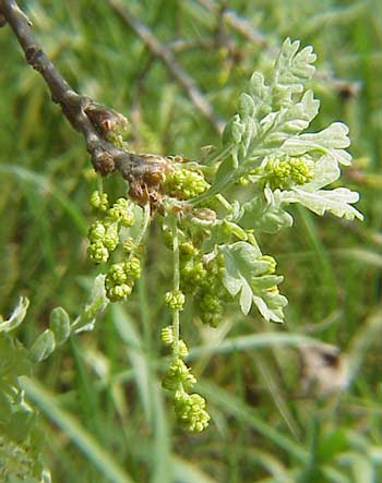 valley_oak_inbloom01.jpg