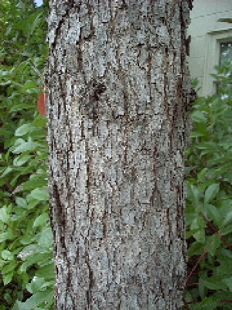 valleyoak1_bark_big.jpg