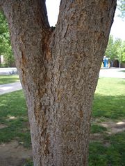 zelkova2_trunksmall.jpg