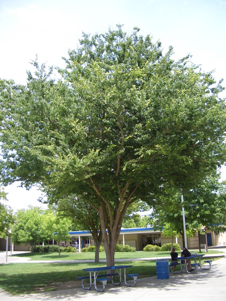 zelkova2_wholetree.jpg