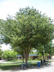 zelkova2_wholetreesmall.jpg