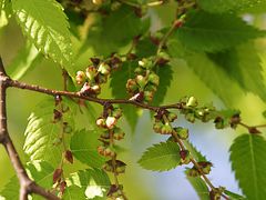 zelkova_fruitsmall.jpg