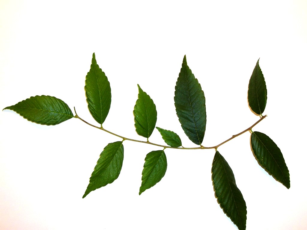 zelkova_leaves.jpg