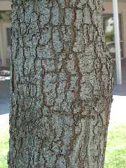 chinese_tallow2_bark_small.jpg