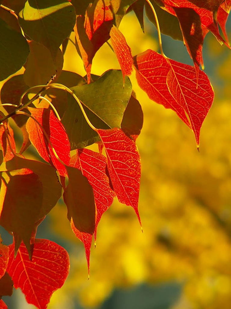 chinese_tallow2_leaves2_big.jpg